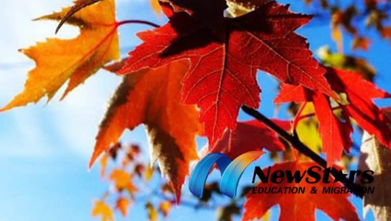 Canada Grabs 401,000 New Migrants! Want In? Here’s How to Get Your Maple Leaf Card Fast