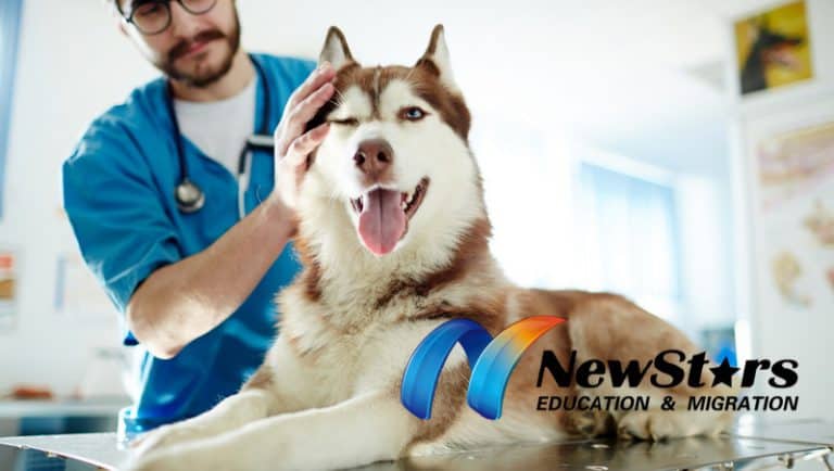 Two doses in Australia will no longer equal fully vaccinated — what does this mean for those entering from overseas? High salaries plus tens of thousands of new jobs: the fast and affordable path into the pet industry!